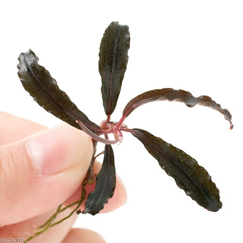 トロピカ社（30株程度）ブセファランドラ クダガン群生 ADA流木付き