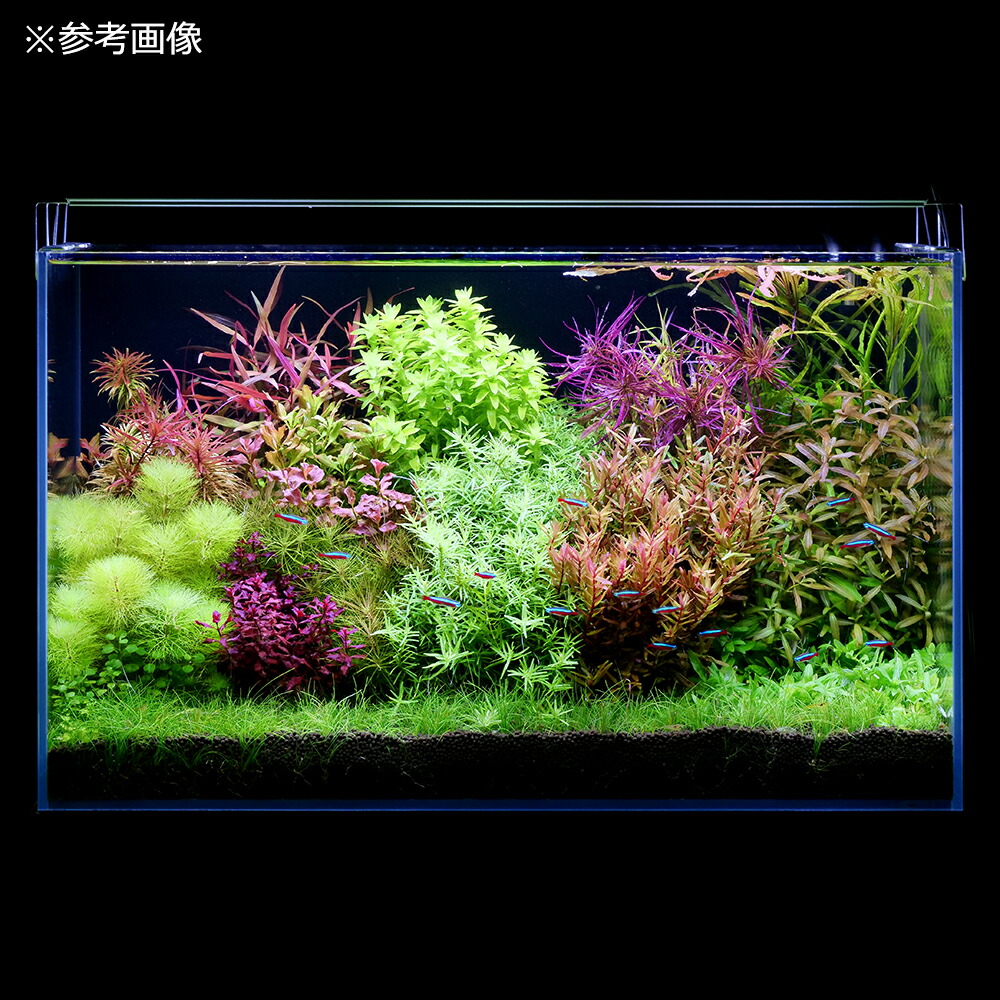 楽天市場】アクロ TRIANGLE LED VIVID 600 水草