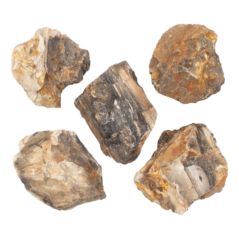 楽天市場】形状お任せ 木化石 Lサイズ（約18〜23cm） 1個