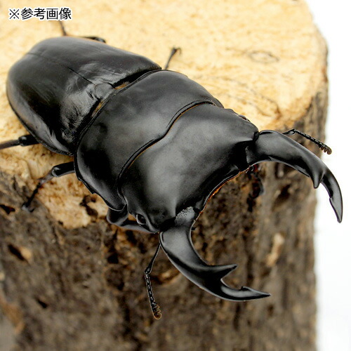 楽天市場】（昆虫）国産オオクワガタ 大阪府能勢町産 YG血統 幼虫 親