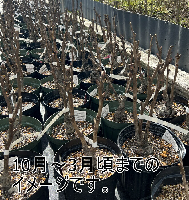 楽天市場】ボタン(牡丹) 苗木 新日月錦 （シンジツゲツニシキ） 7号