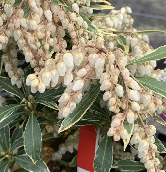 楽天市場】斑入りアセビ ホワイトリム 4.5号 苗木(d05) : 千草園芸