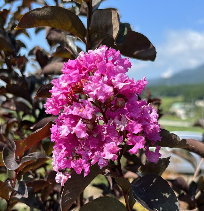 楽天市場】サルスベリ ブラックリーフダイヤモンド ラベンダーレース