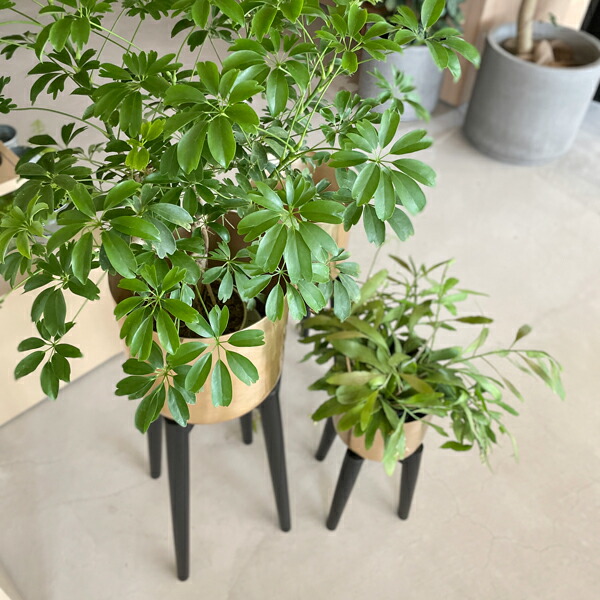 楽天市場】CLOVER(クローバー) アルミプランター ウィズウッドスタンド