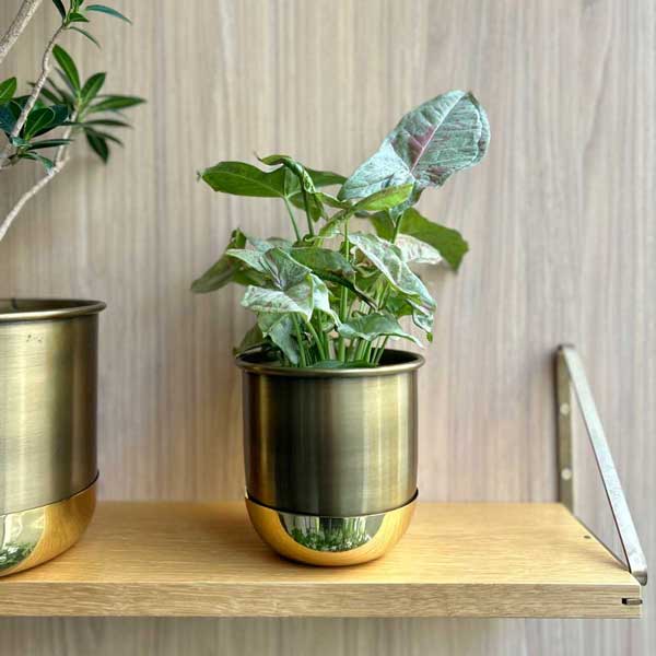 楽天市場】CLOVER(クローバー) ポットウィズソーサー Φ12 ゴールド