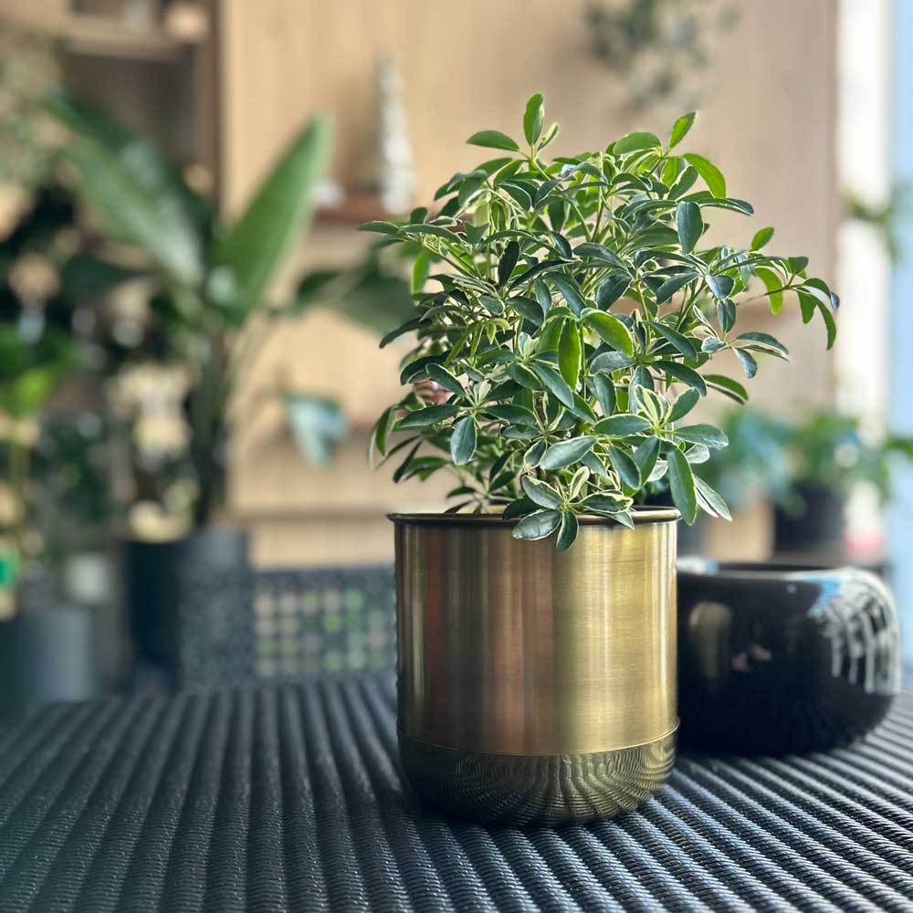 楽天市場】CLOVER(クローバー) ポットウィズソーサー Φ16 ゴールド