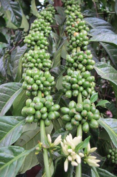 楽天市場】DRIP TRIP コーヒー豆 エスプレッソ 受注焙煎 ウガンダ