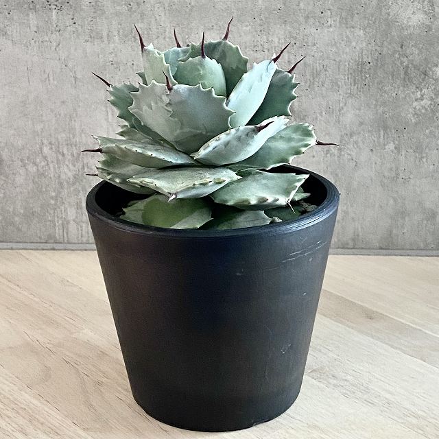 楽天市場】agave isthmensis /アガベ カブトガニ 【観葉植物】【多肉