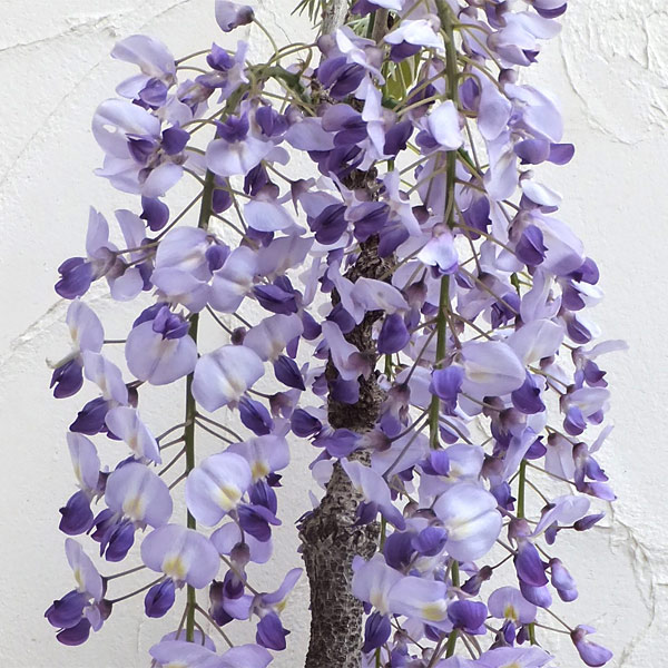 植木 盆栽 一才藤」の人気商品一覧 | 安い商品を通販サイトから探す