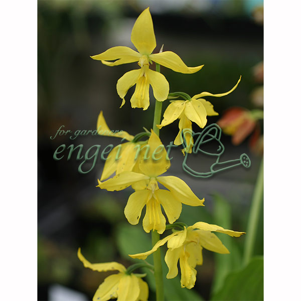 苗 エビネ」の人気商品一覧 | 安い商品を通販サイトから探す - 価格.com