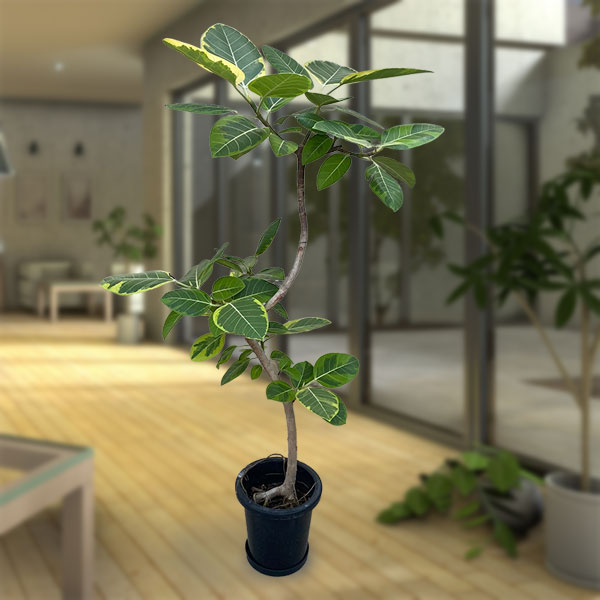 観葉植物 フィカス・アルテシマ」の人気商品一覧 | 安い商品を通販