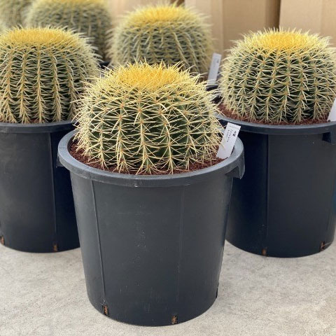 楽天市場】観葉植物/サボテンの王様：金シャチ（キンシャチ・金鯱）12