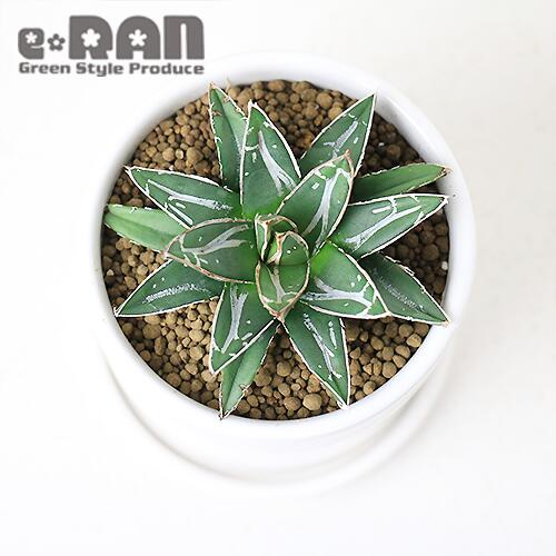 楽天市場】＼ポイント5倍／アガベ ビクトリアエ レギナエ (笹の雪