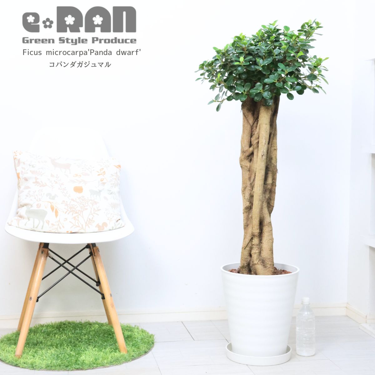 楽天市場】＼ポイント5倍／観葉植物 希少種 コパンダガジュマル 高さ約