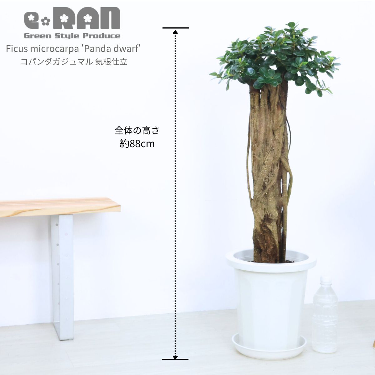 楽天市場】＼ポイント5倍／観葉植物 希少種 コパンダガジュマル 高さ約