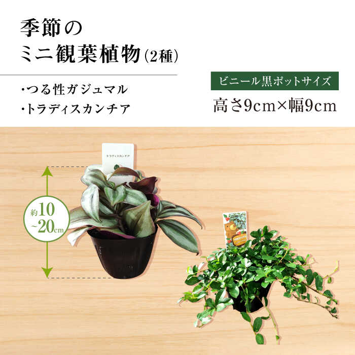 楽天市場】【ふるさと納税】観葉植物オリジナル4点セット（ガジュマル