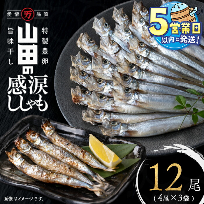 楽天市場】【ふるさと納税】＜すぐ届く！＞山田の感涙ししゃも 計12尾