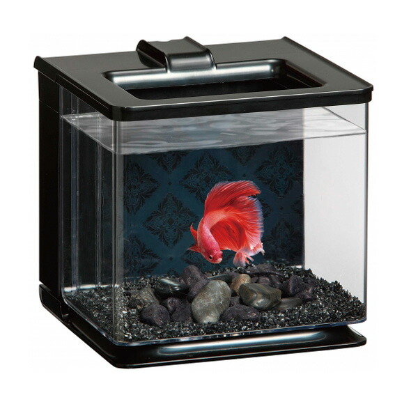 楽天市場】GEX 楽アクア ブラック【水槽セット】【飼育セット