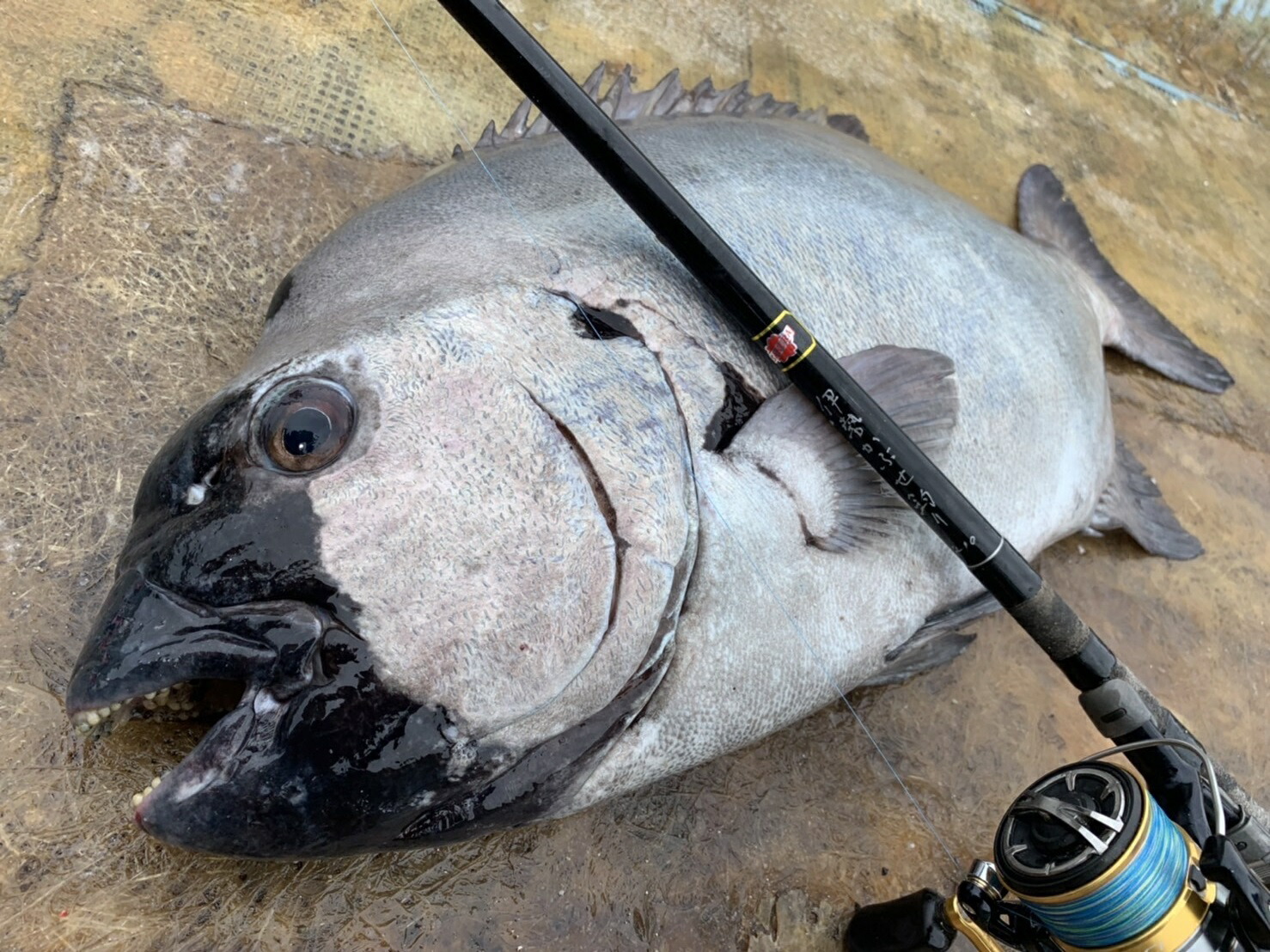 楽天市場】サクラ(櫻井釣具) 伊勢かぶせ釣り 210 : フィッシングトライ