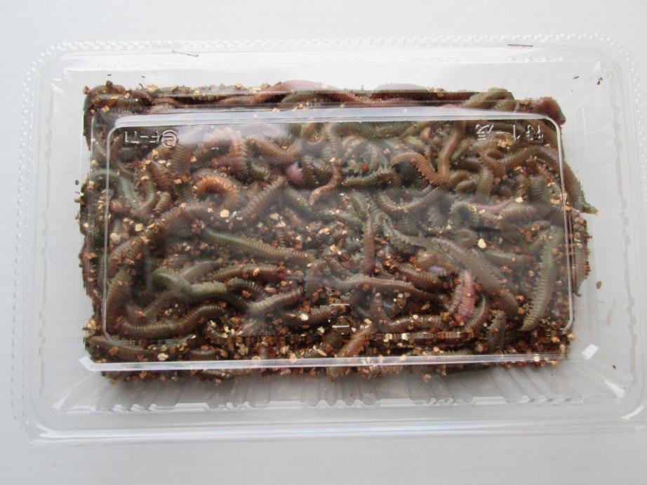 楽天市場】釣り餌の定番 青イソメ 大パック(150g) : 八戸フィッシング