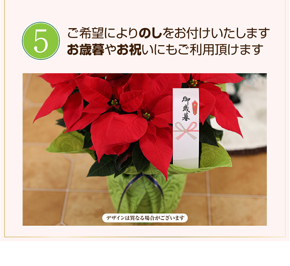 楽天市場】ポインセチア クリスマス 花 鉢植え お歳暮 ギフト