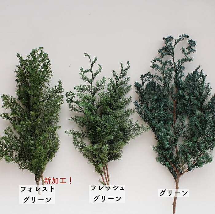 楽天市場】【プリザーブドフラワー】大地農園/ソフトヒムロスギ/1束/約