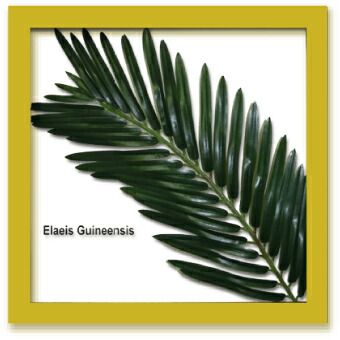 楽天市場】リーフパネル 絵画 ギニアアブラヤシ ナチュラルフレーム