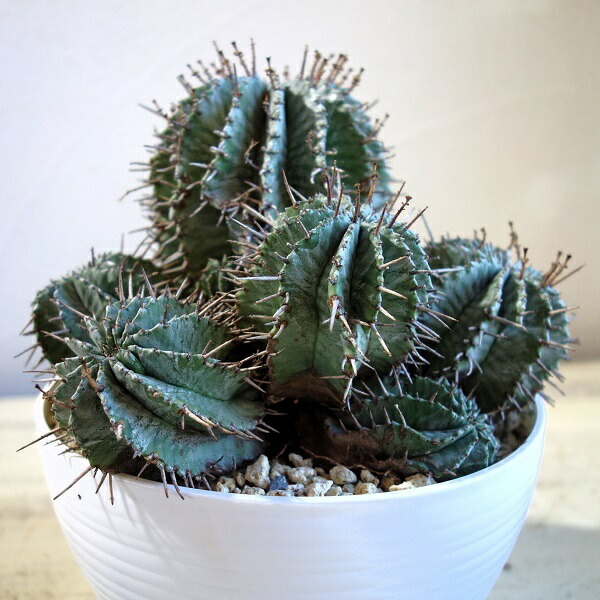 専用 ゲンコツホリダ 大株 親株 鉢付き 楽天市場】ホリダ