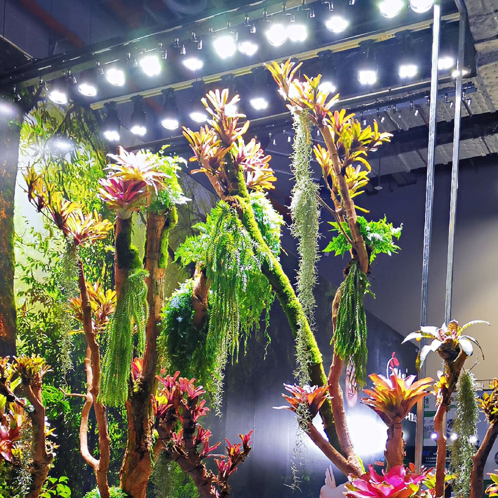 楽天市場】LEDSTAR P33 LEDライト 植物育成ライト 高PPFD 植物用