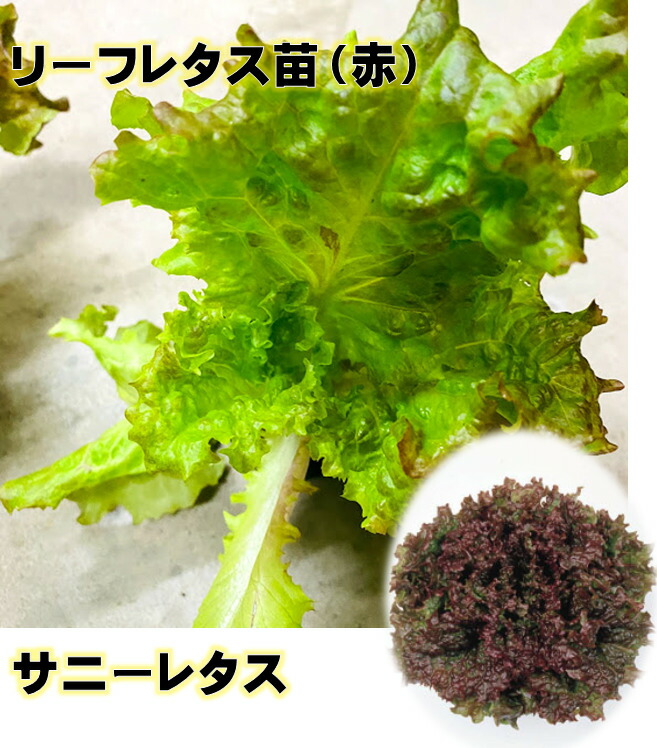 苗 サニーレタス」の人気商品一覧 | 安い商品を通販サイトから探す