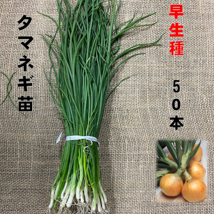 楽天市場】玉ねぎ苗 早生種 50本 5/上旬頃収穫品種 玉葱 タマネギ苗