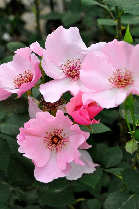 楽天市場】バラ苗【中苗】デンティベス 国産苗 6号鉢植え品《J-HT20