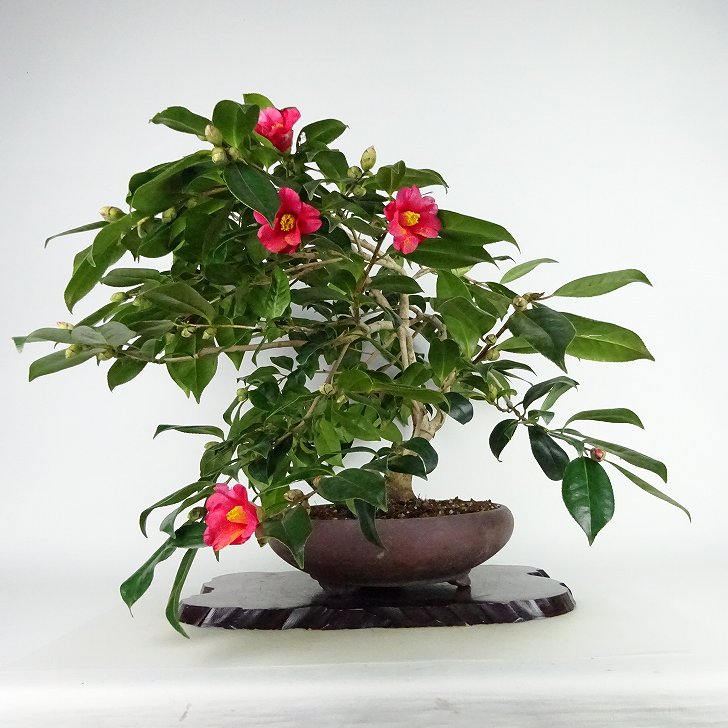 楽天市場】盆栽 椿 藪椿 樹高 上下 約45cm つばき Camellia japonica