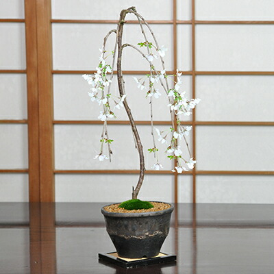 楽天市場】桜 盆栽 富士しだれ桜 桜盆栽 ミニ盆栽 花 記念樹 鉢植え
