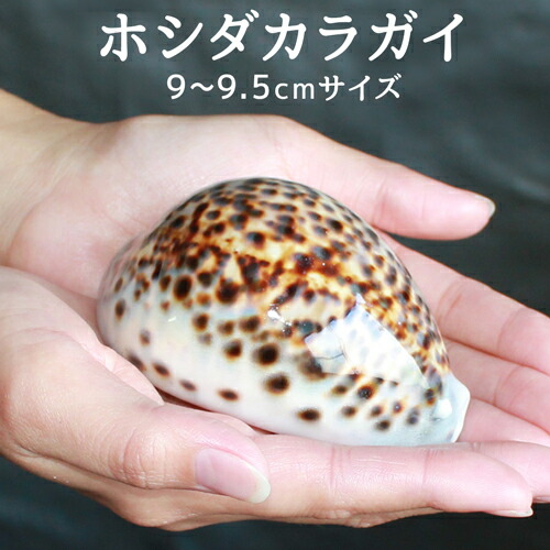 楽天市場】9〜9.5cm 開運グッズ ホシダカラガイ 星宝 宝貝 ホシタカラ