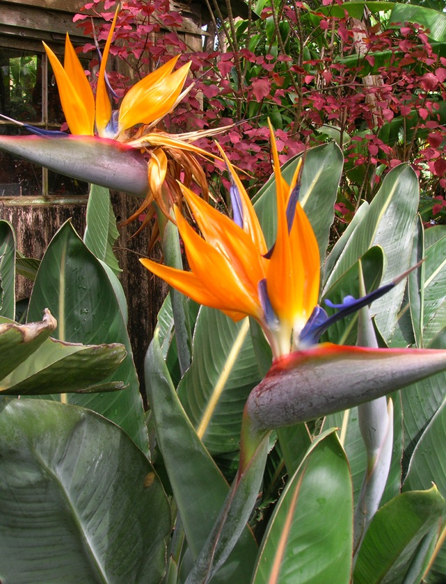 楽天市場】【ストレリチア属】 極楽鳥花 5号 : 産直花だん屋