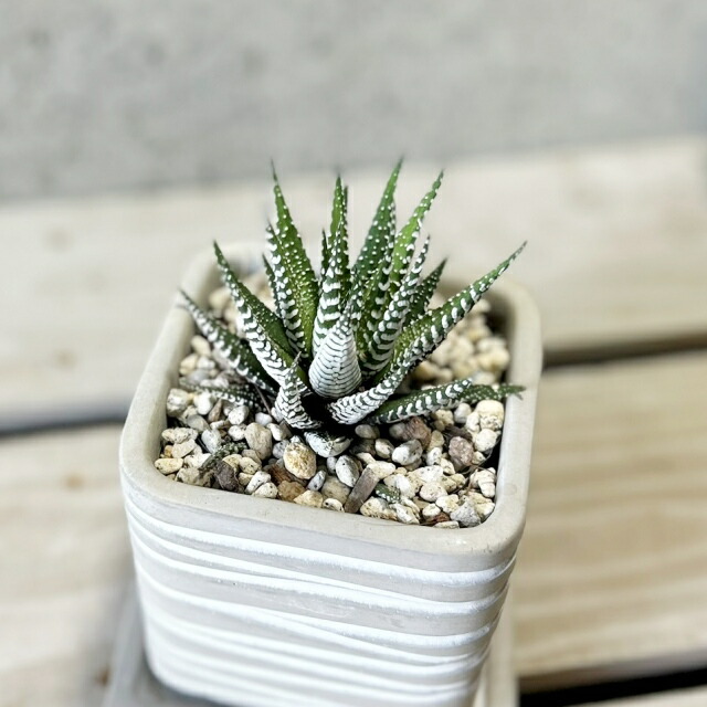 楽天市場】多肉植物【ハオルチア属】十二の巻 3.5号セメント鉢