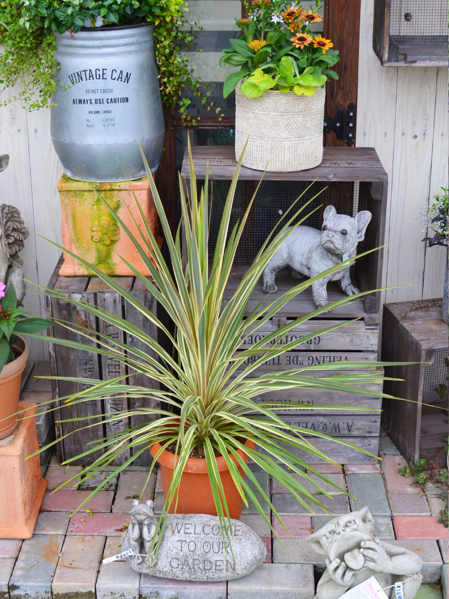 楽天市場】コルジリネ 斑入り ターバイダズラー 大株 8号鉢 庭木 観葉