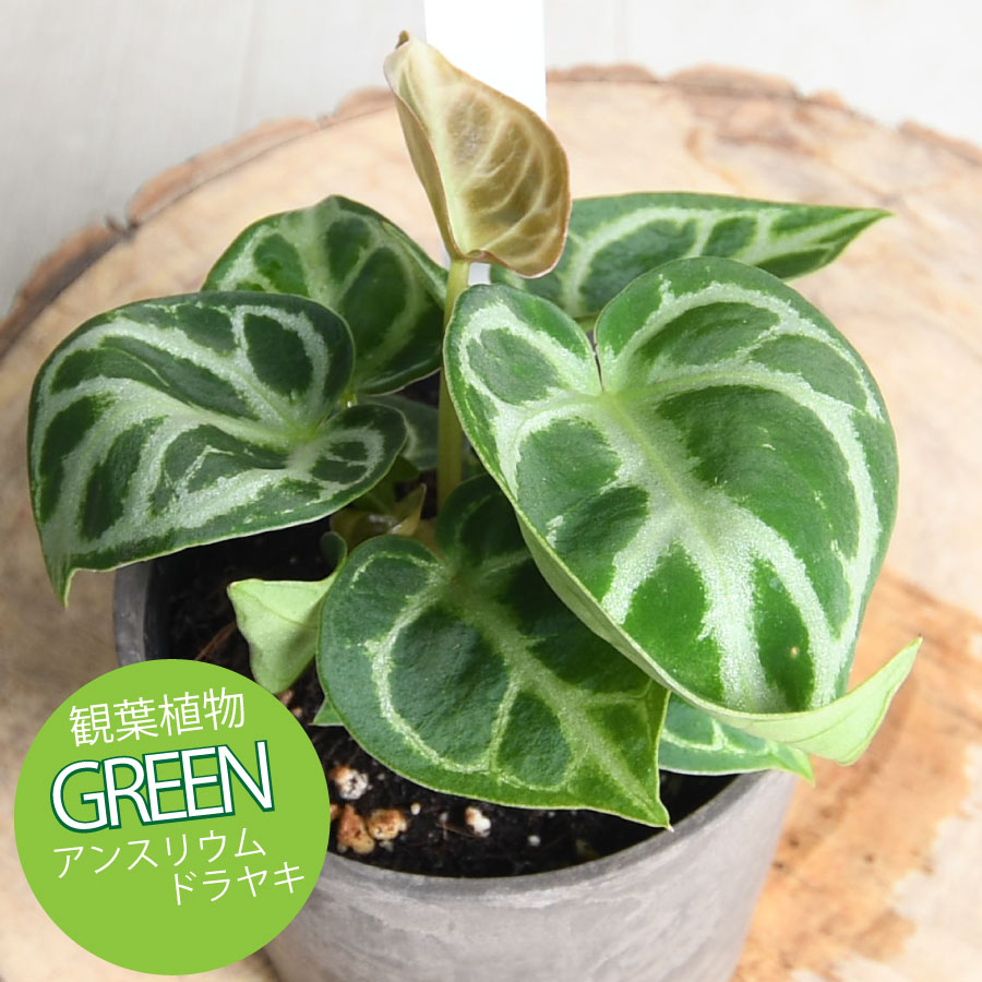 楽天市場】観葉植物 アンスリューム ドラヤキ 3号 鉢植え 美しい葉を