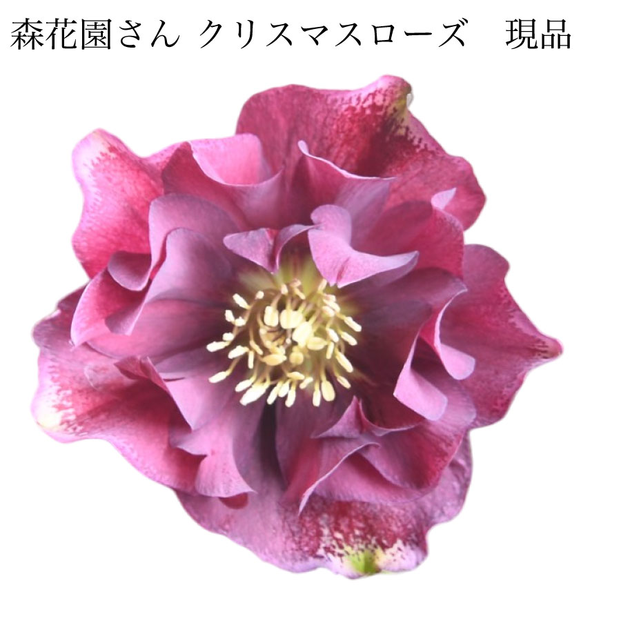 楽天市場】クリスマスローズ 【森花園さん】【現品販売】 ダブルエレン
