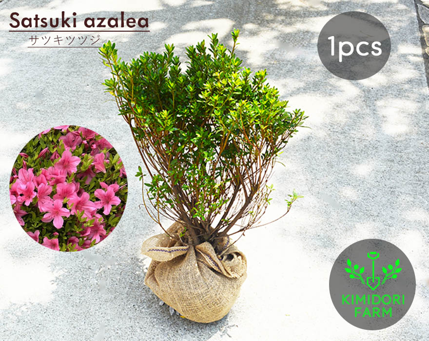 楽天市場】サツキ ツツジ 約30cm 苗 植木 庭木 苗 ガーデニング 常緑
