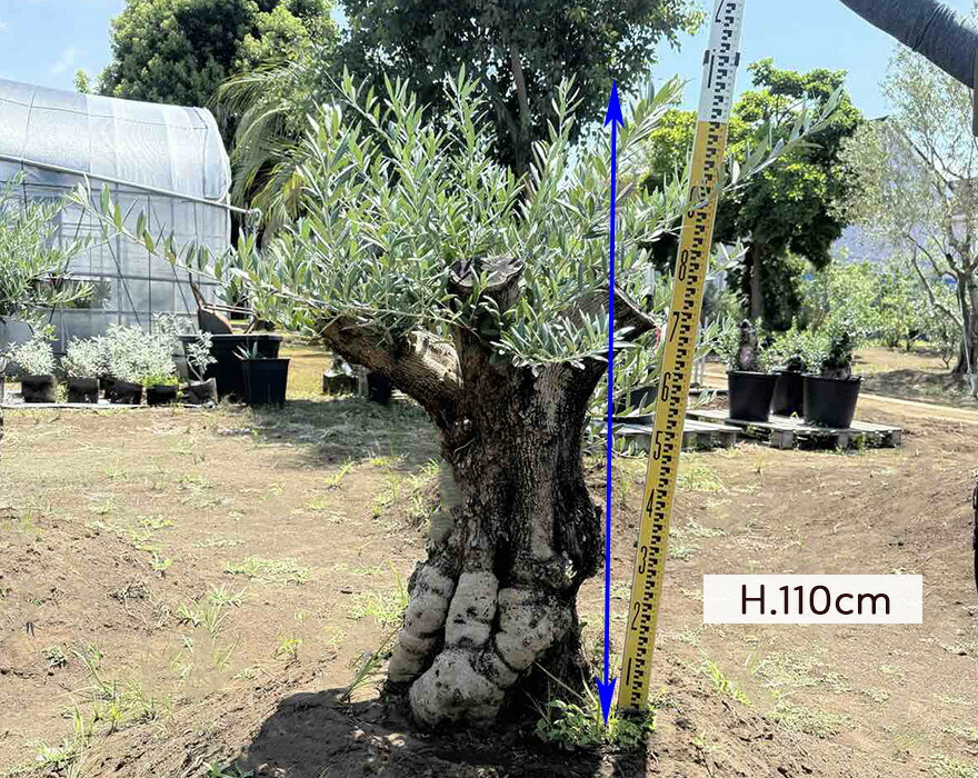 楽天市場】スペインオリーブ 古木 NO.11 オリーブの木 シンボルツリー