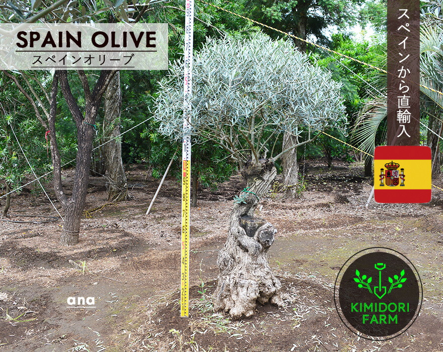 楽天市場】スペインオリーブ 古木 ANA シンボルツリー オリーブの木 約