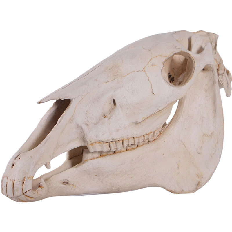 楽天市場】動物 オブジェ 馬の頭骨 壁掛け インテリア イベント