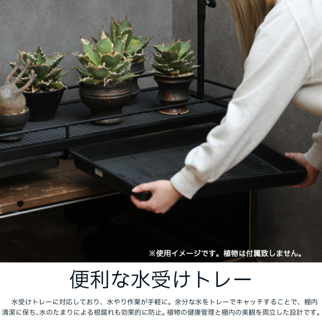 楽天市場】水受けトレー付1段植物棚 植物棚 アガベ 塊根植物 観葉植物