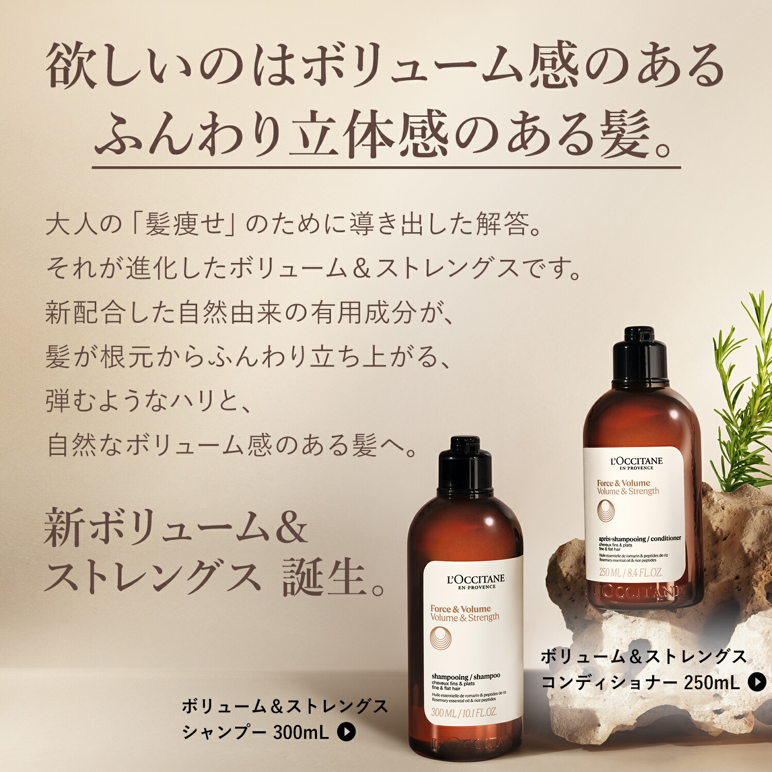 楽天市場】【公式】ロクシタン L'OCCITANE ボリューム＆ストレングス