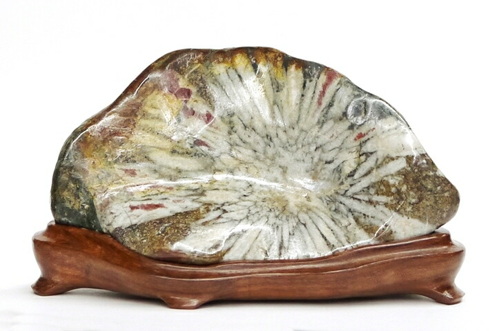 楽天市場】菊花 石 根尾谷の通販