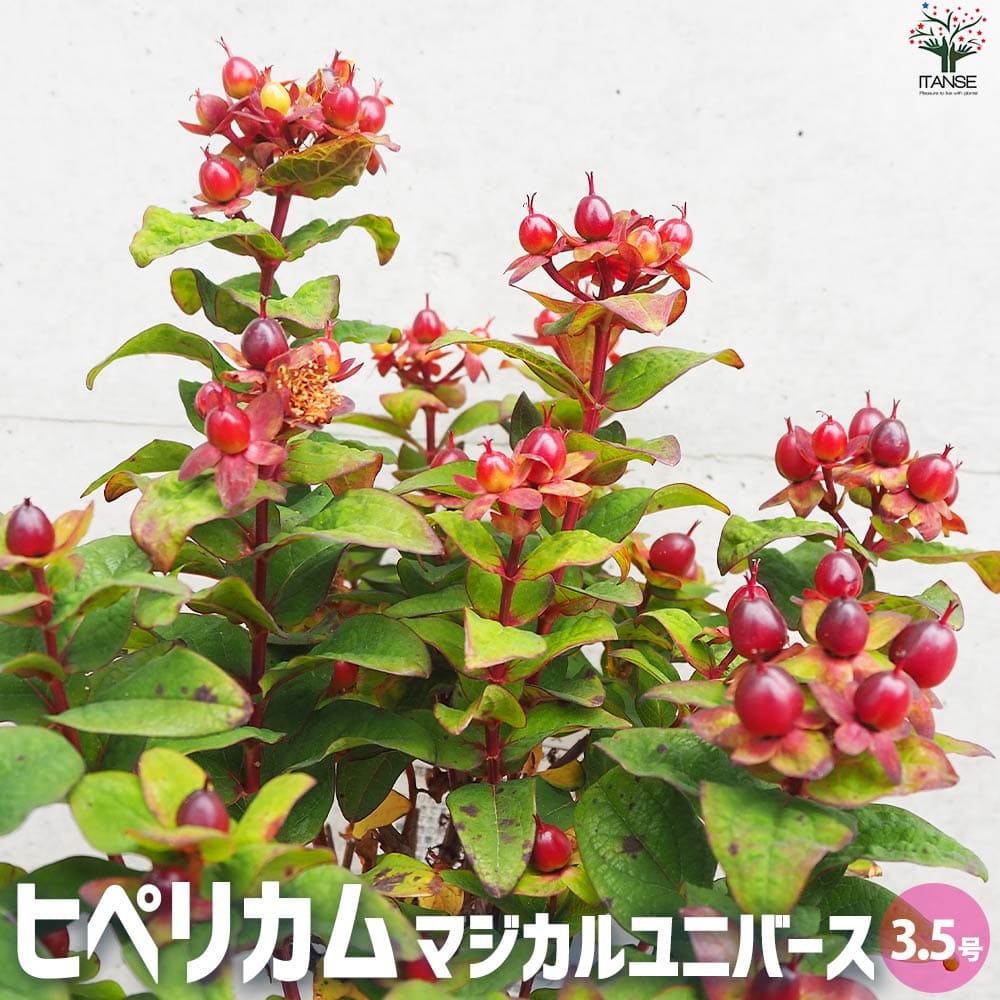 ヒペリカム 苗」の人気商品一覧 | 安い商品を通販サイトから探す