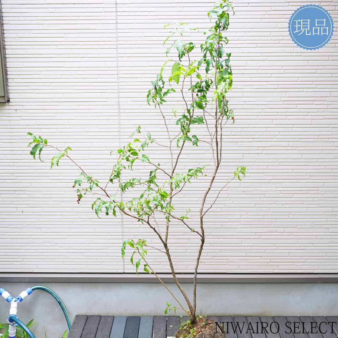 tumugi2 優雅で繊細な樹形 希少 ナツハゼ 685 樹高1.6m位 優雅で繊細な