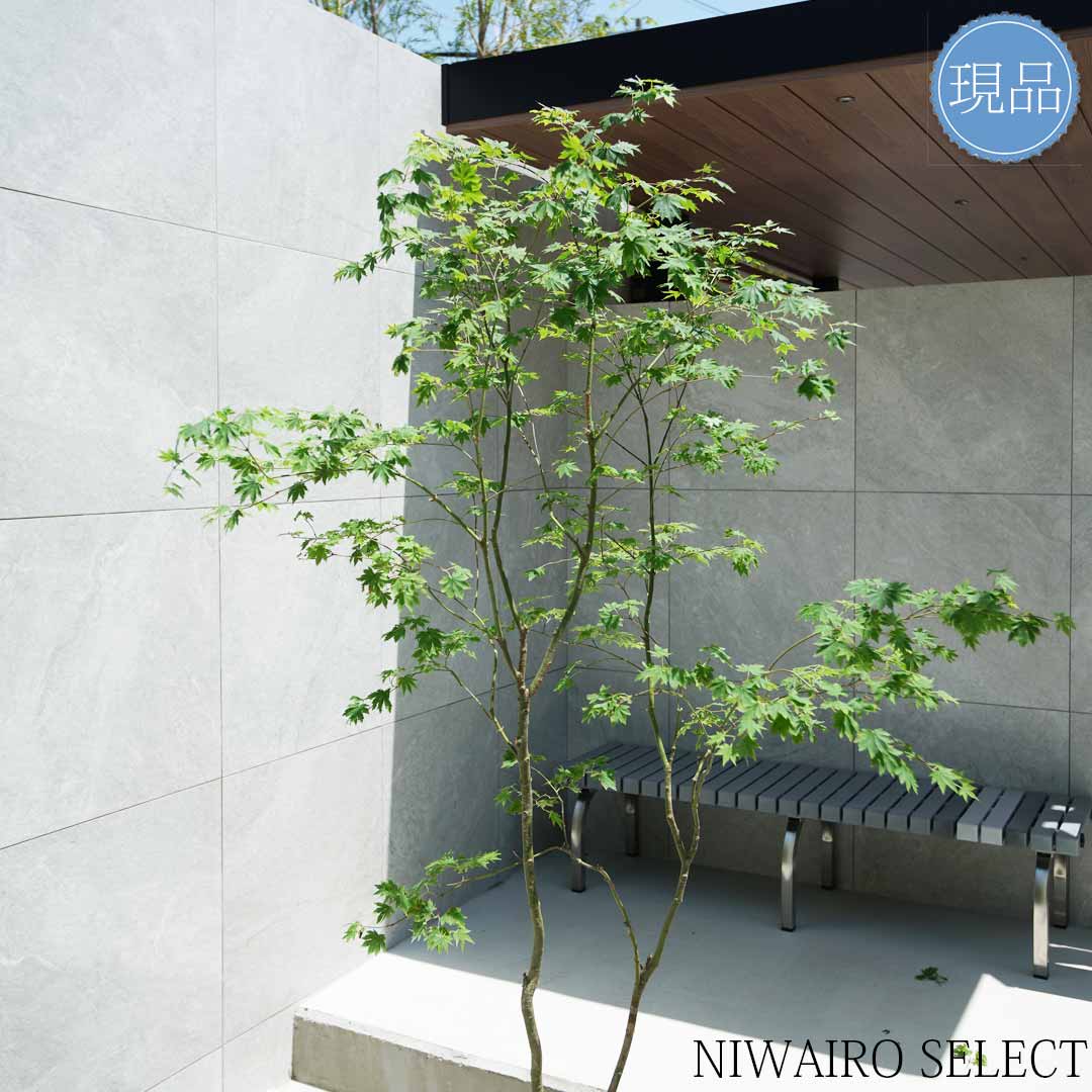 masuma 超逸品。山採りコハウチワカエデ3.5M(鉢底から) masuma様専用